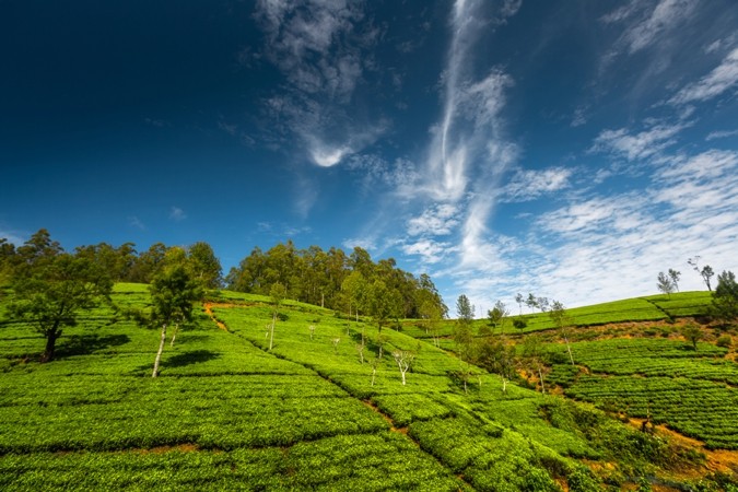 Tea plantations of Sri Lanka at sunny day