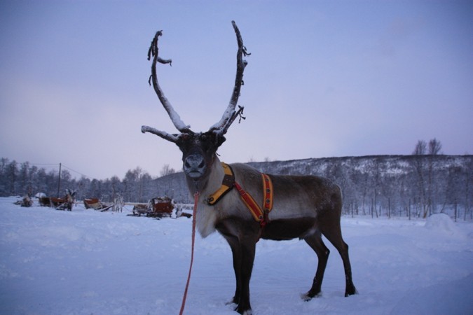 Lapland reindeer