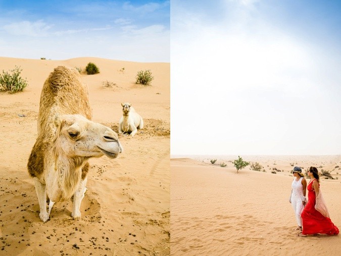 Camels in Abu Dhabi desert
