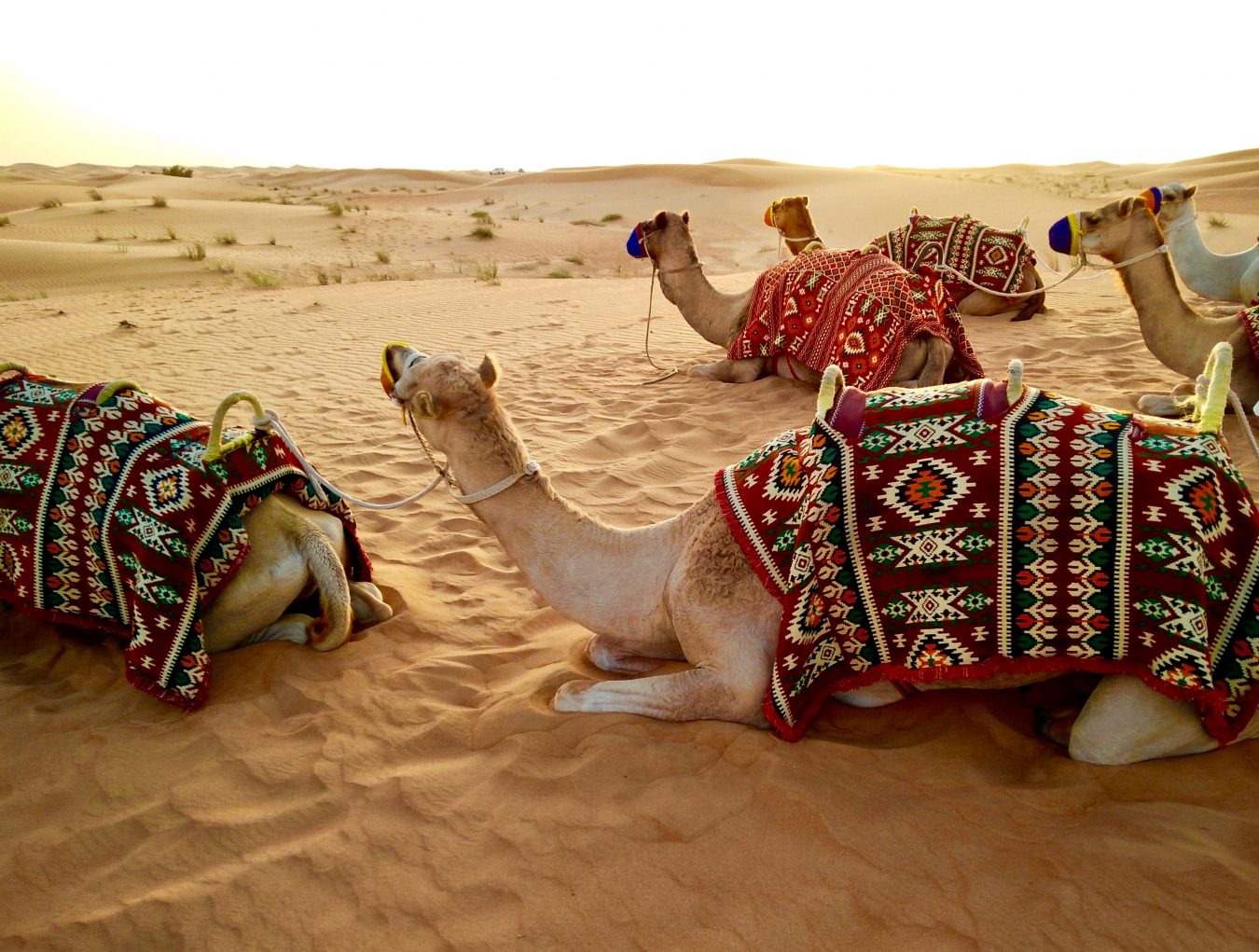 Camels in the Dubai desert 